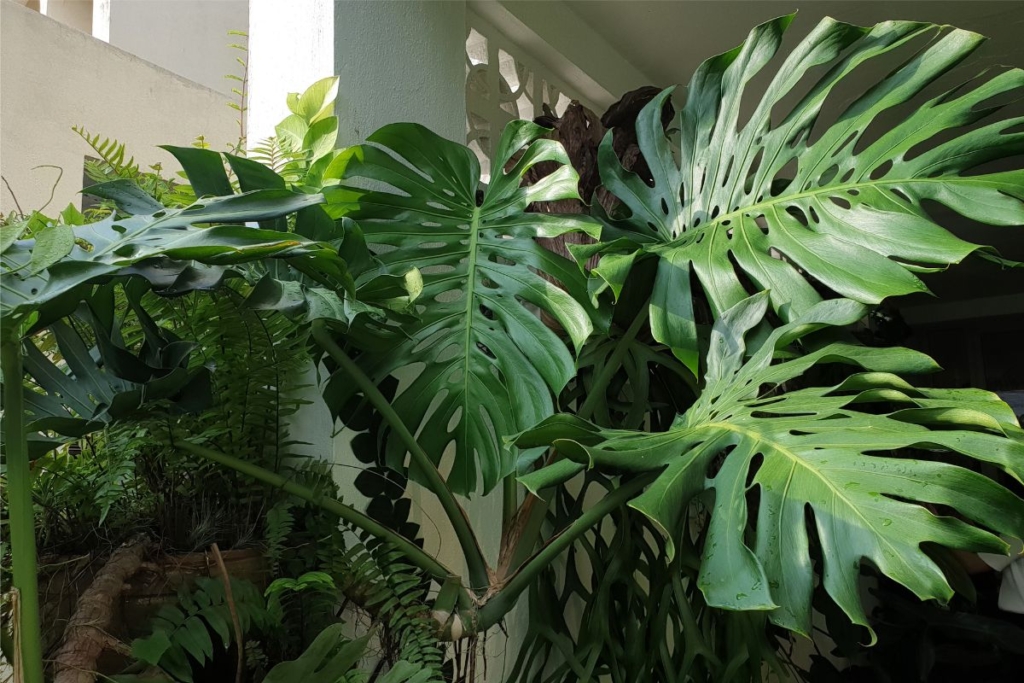 how to grow big monstera leaves