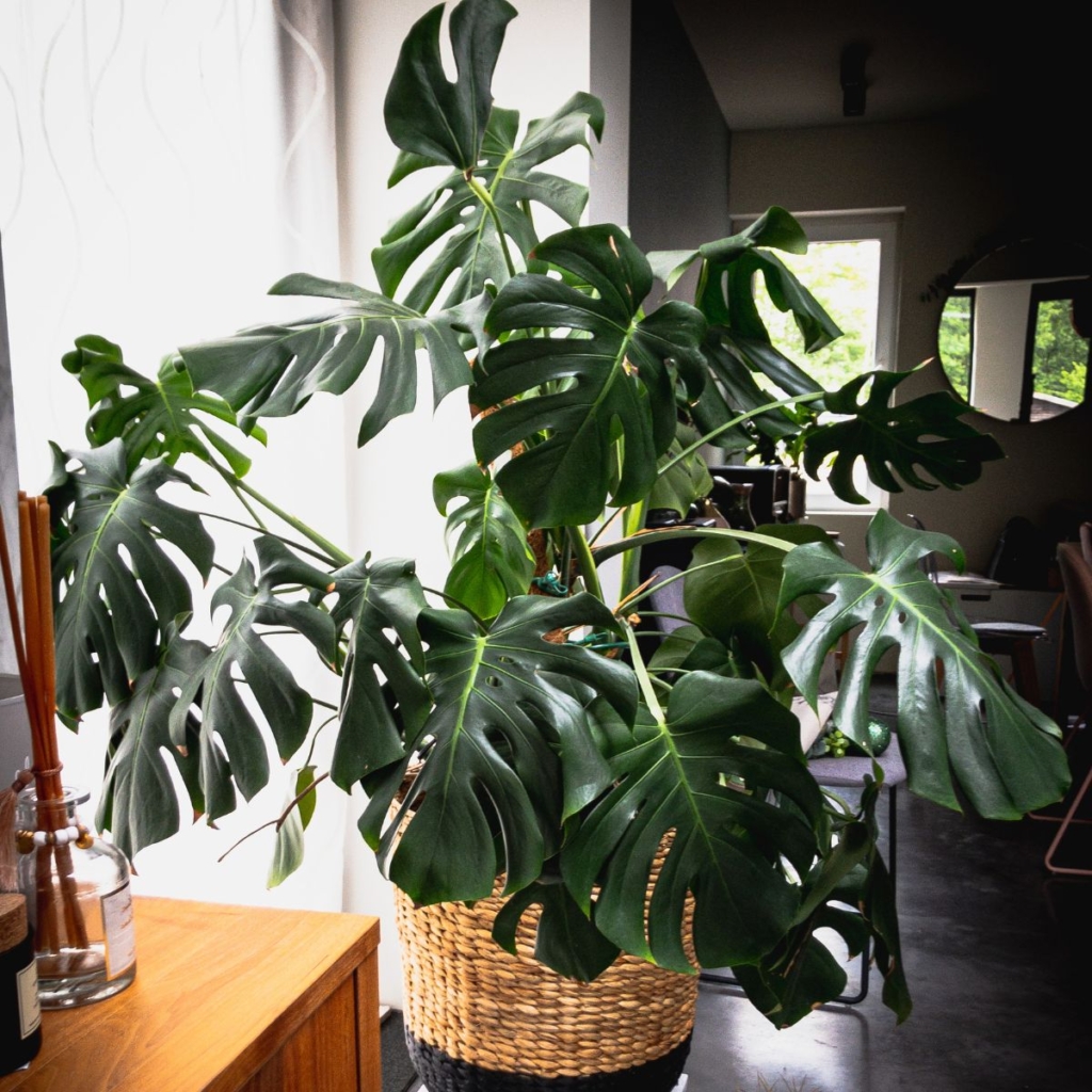 how to grow big monstera plant