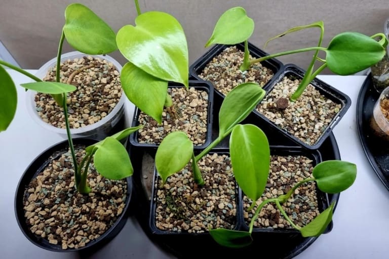 how to grow monstera from seed