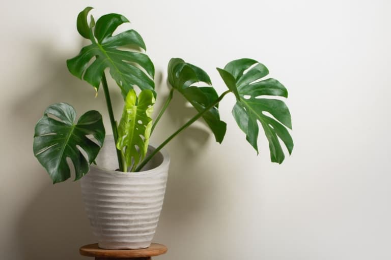 how to grow monstera upwards