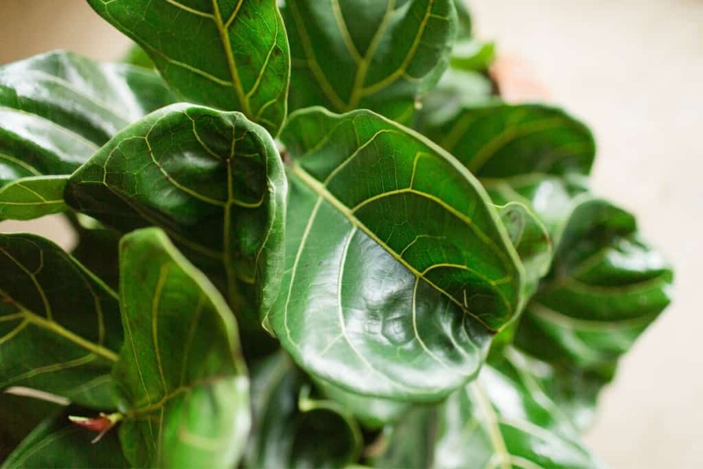 how to grow more leaves on fiddle leaf fig