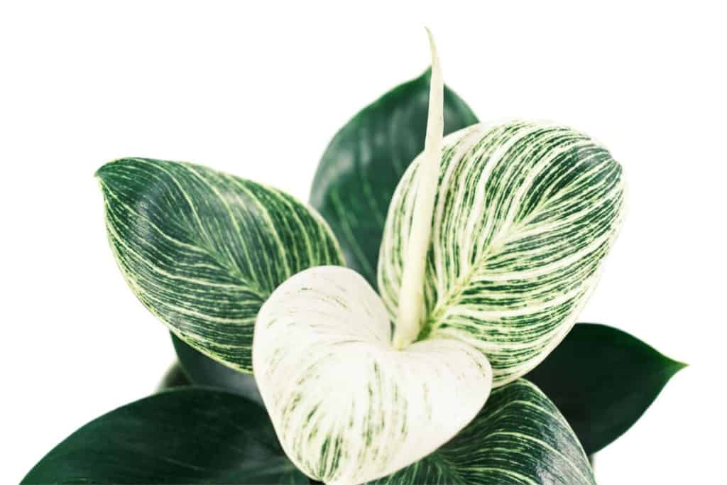 how to grow philodendron birkin