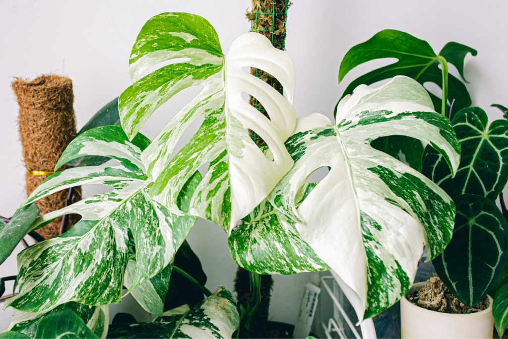 how to grow variegated monstera