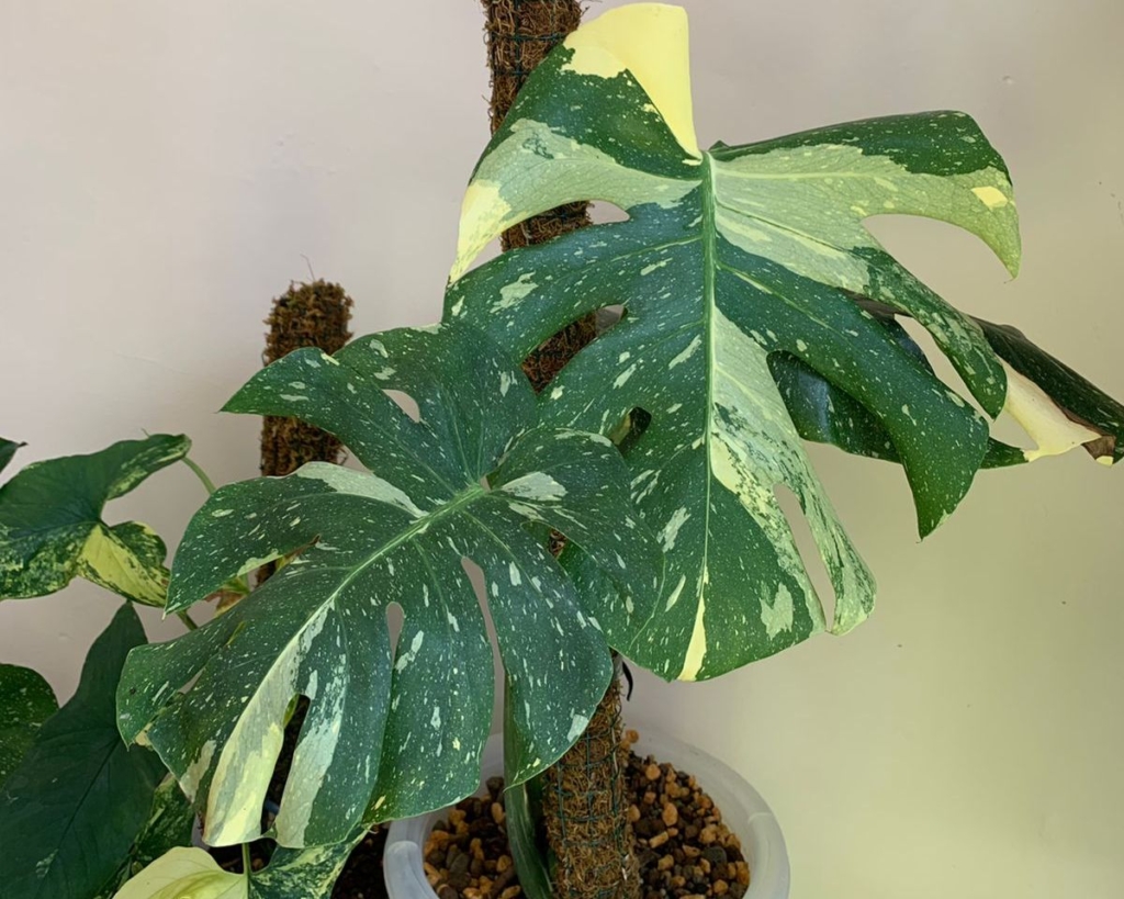 how to grow variegated monstera plants
