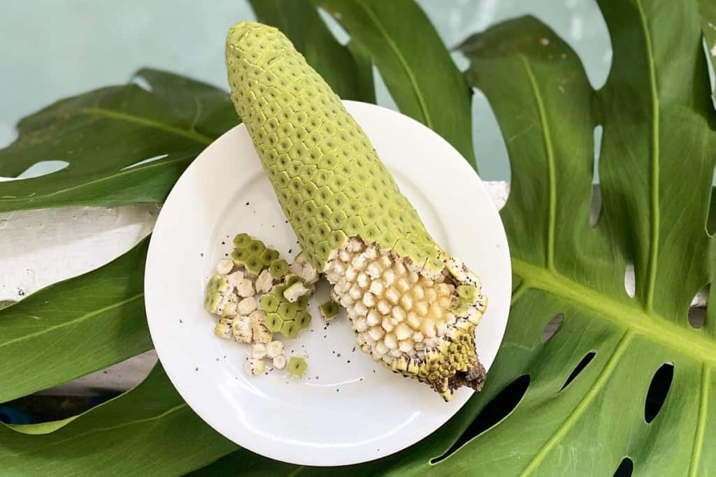 how to harvest monstera seeds