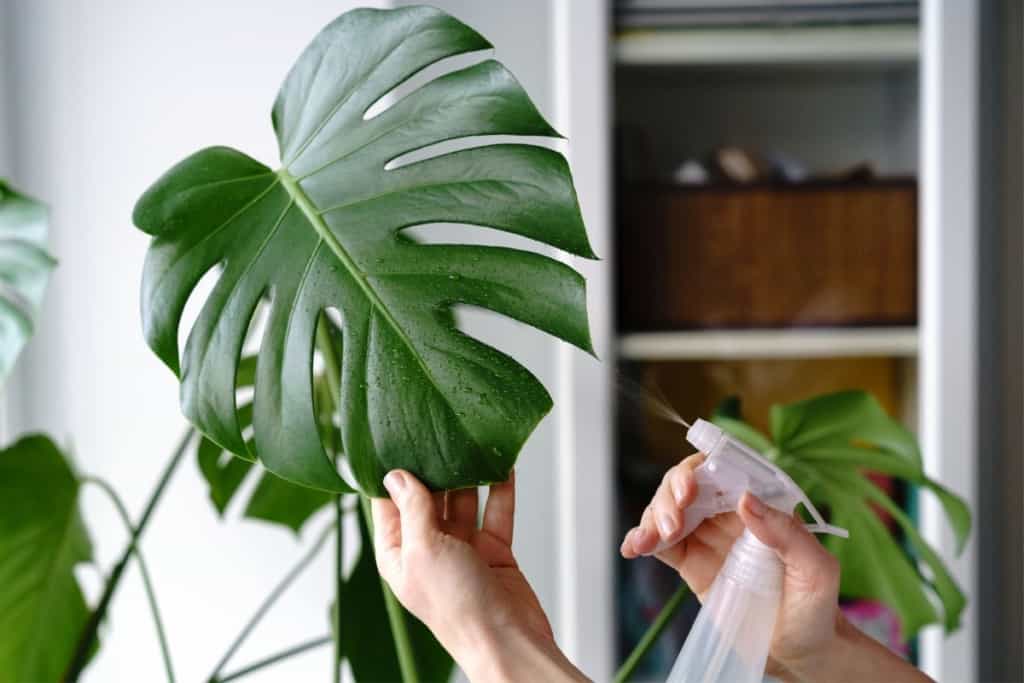 how to increase humidity for monstera