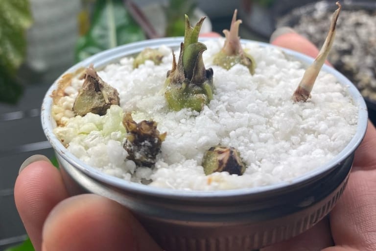 how to propagate alocasia corms