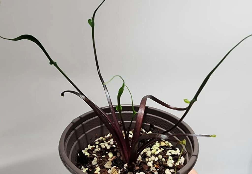 how to propagate alocasia flying squid