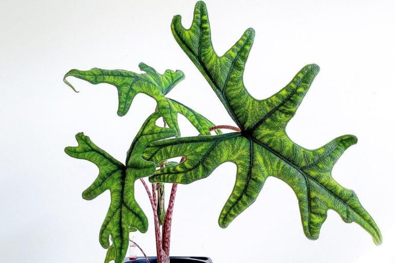 how to propagate alocasia jacklyn