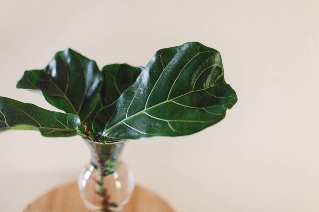 how to propagate fiddle leaf fig