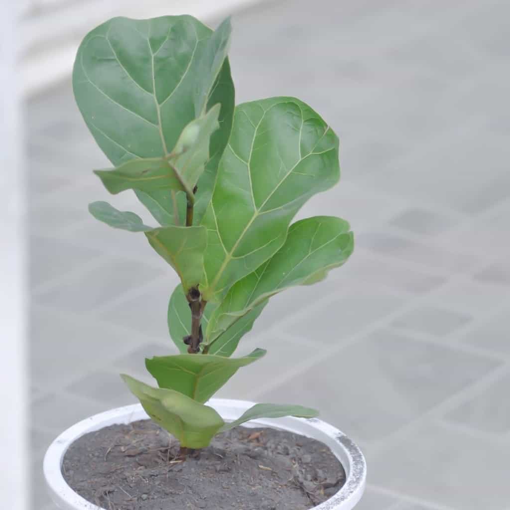 how to propagate fiddle leaf fig in soil