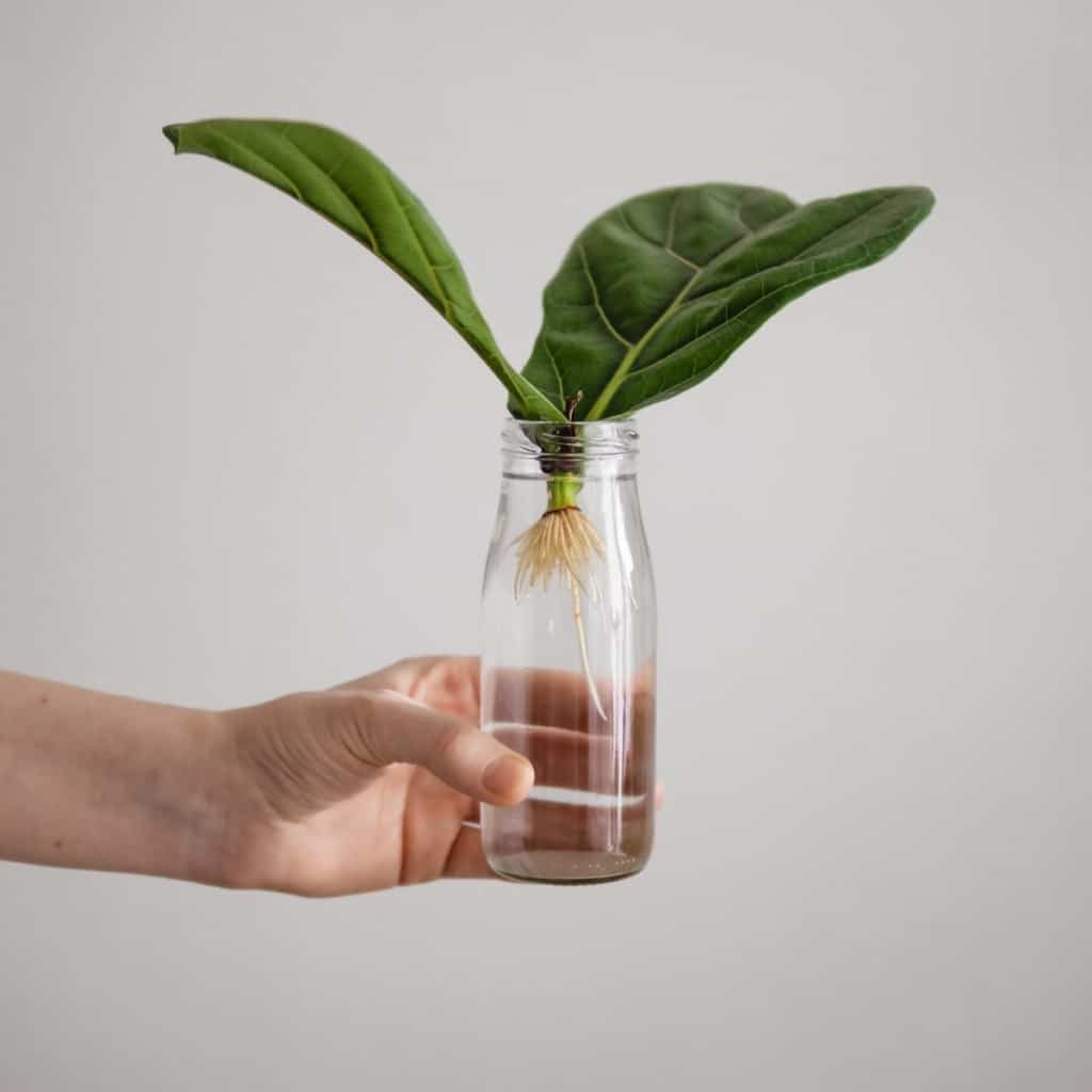 how to propagate fiddle leaf fig in water