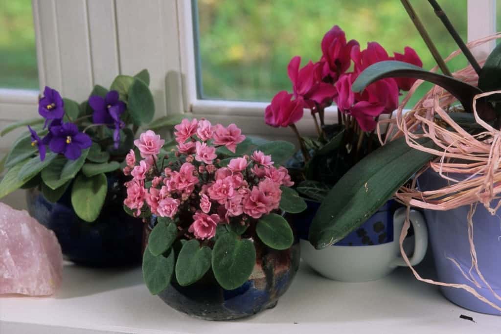 how to repot african violets