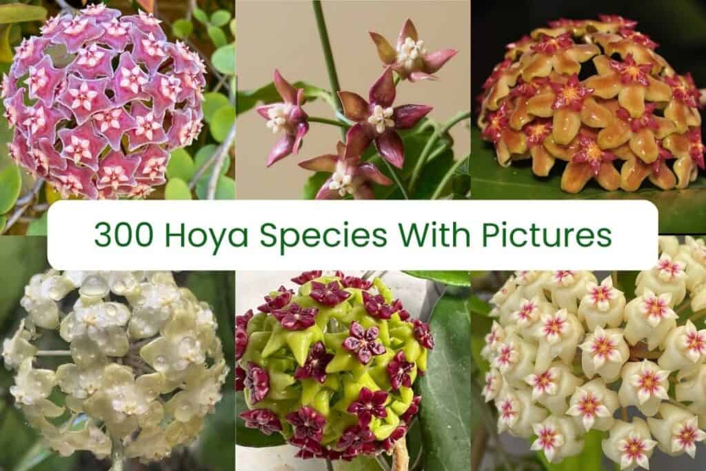 hoya species