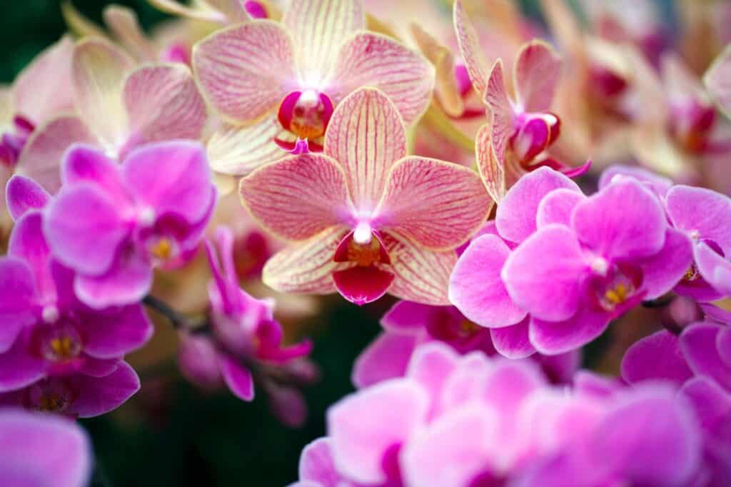 life cycle of orchids