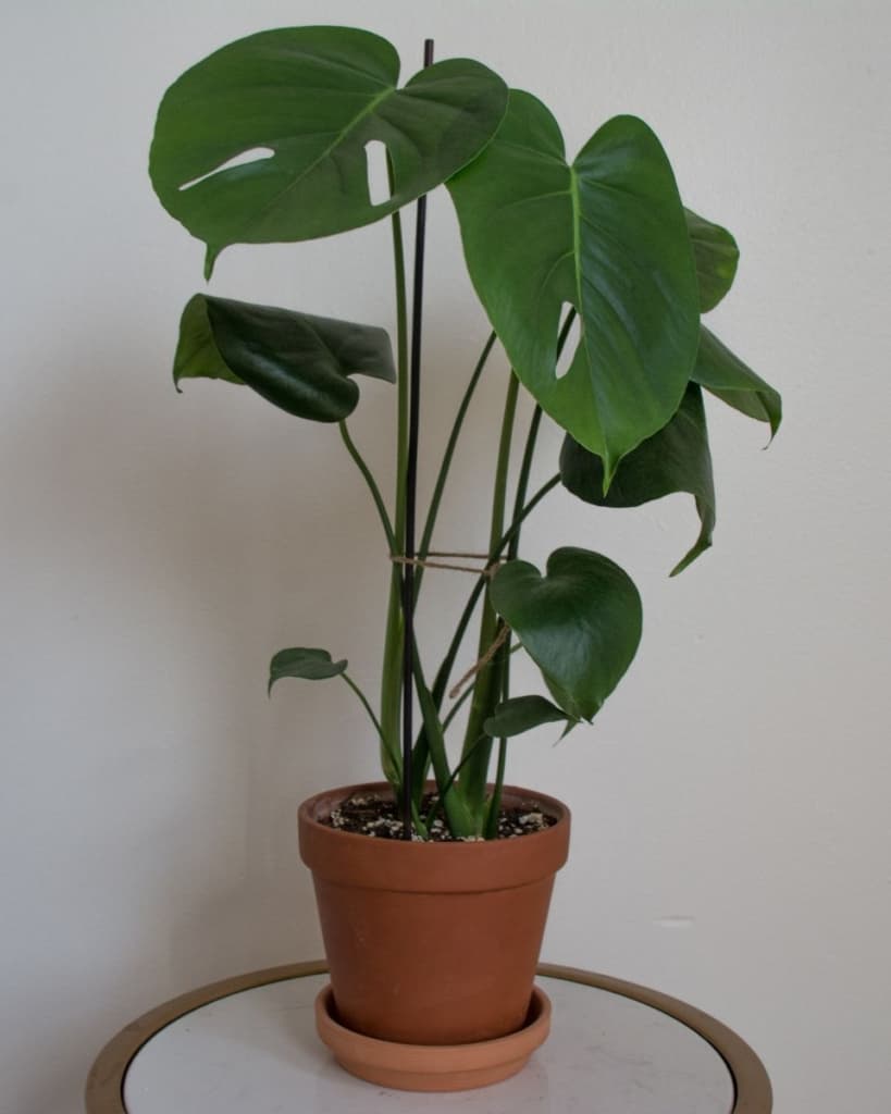 how to grow monstera upwards with a stake