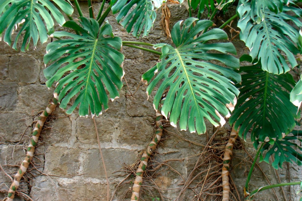 monstera plant growing outdoors