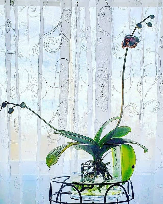 orchid in water culture