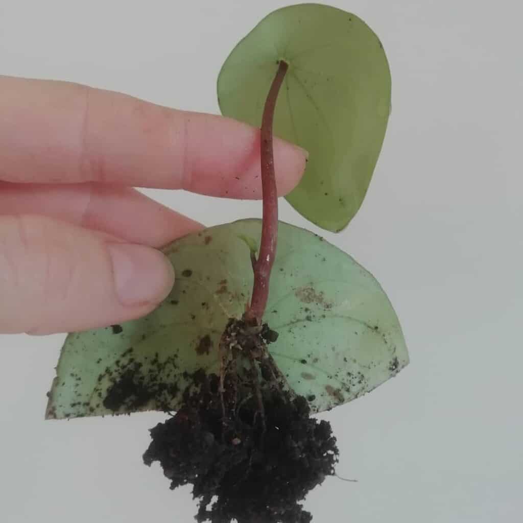 peperomia argyreia propagation