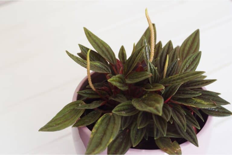 peperomia rosso care