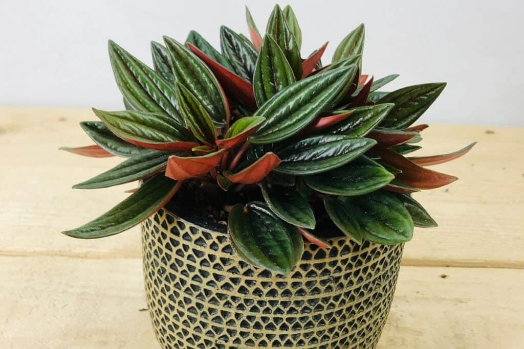 peperomia rosso plant care