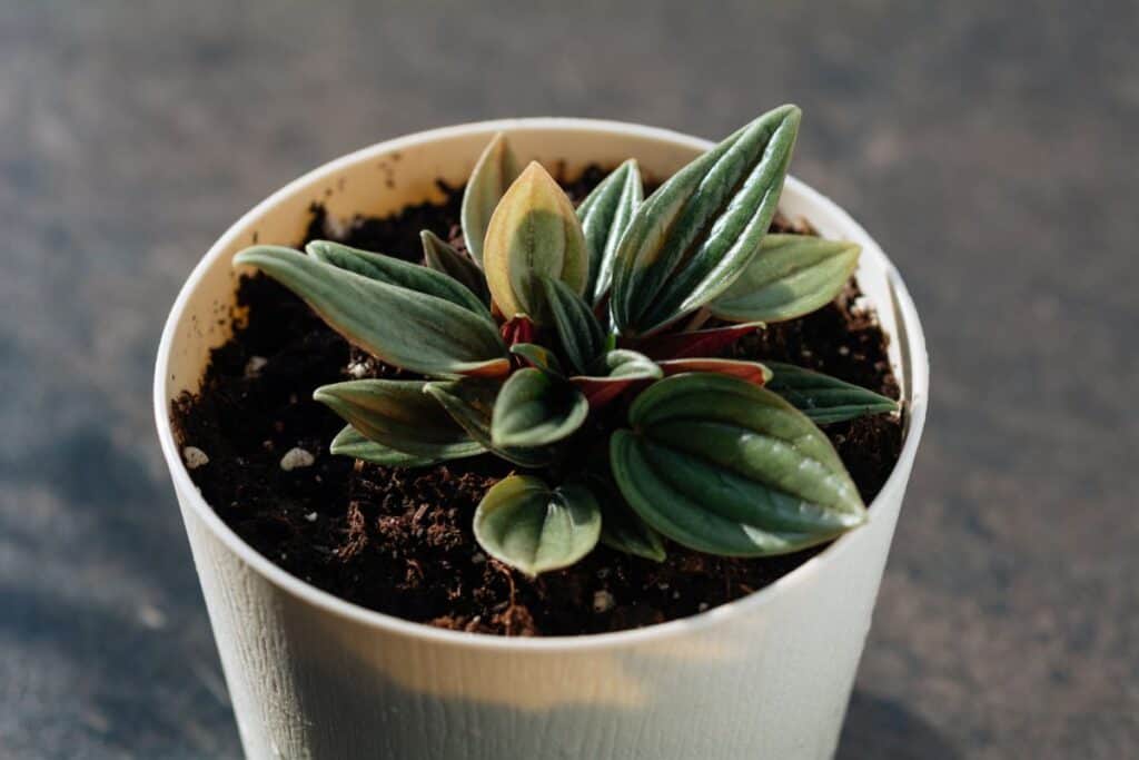 peperomia rosso propagation