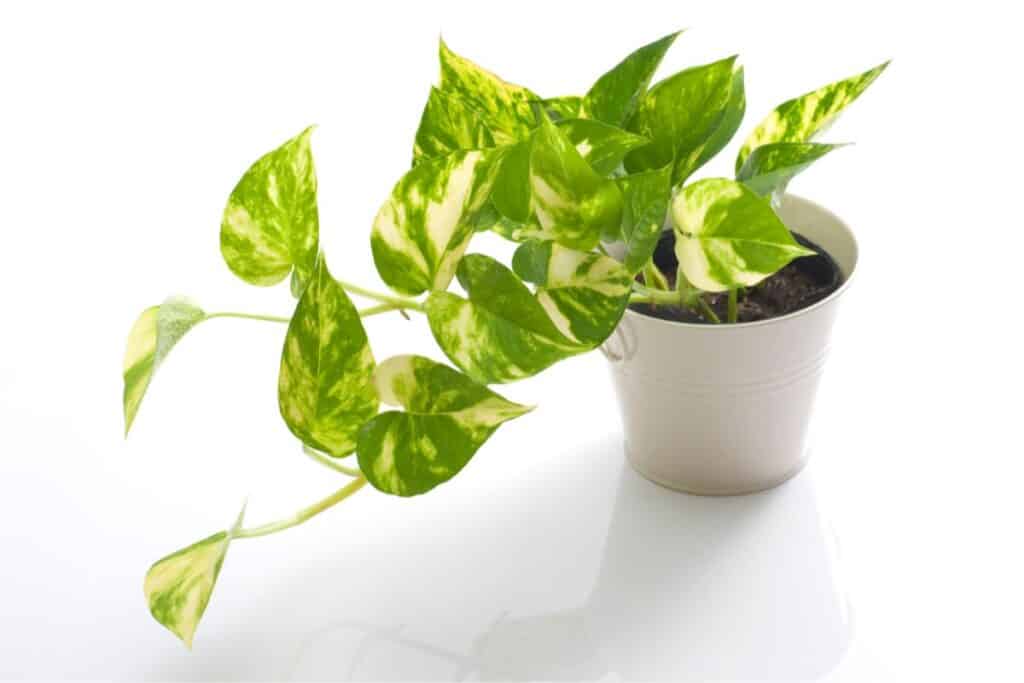 propagate pothos in soil