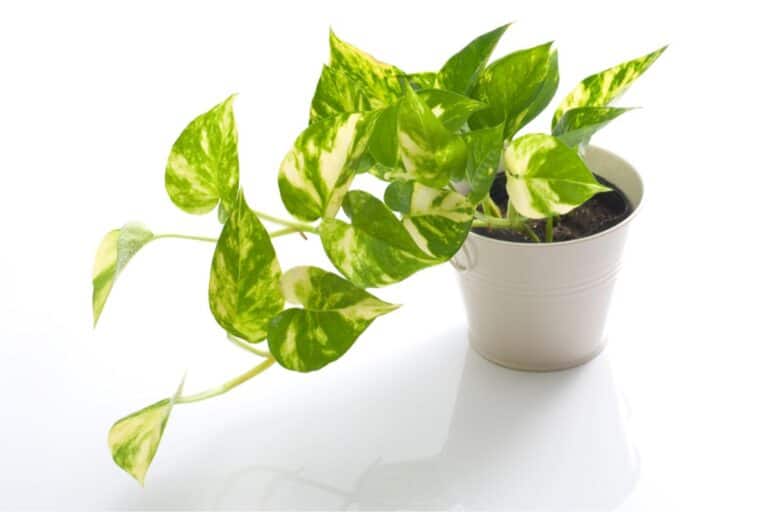 propagate pothos in soil