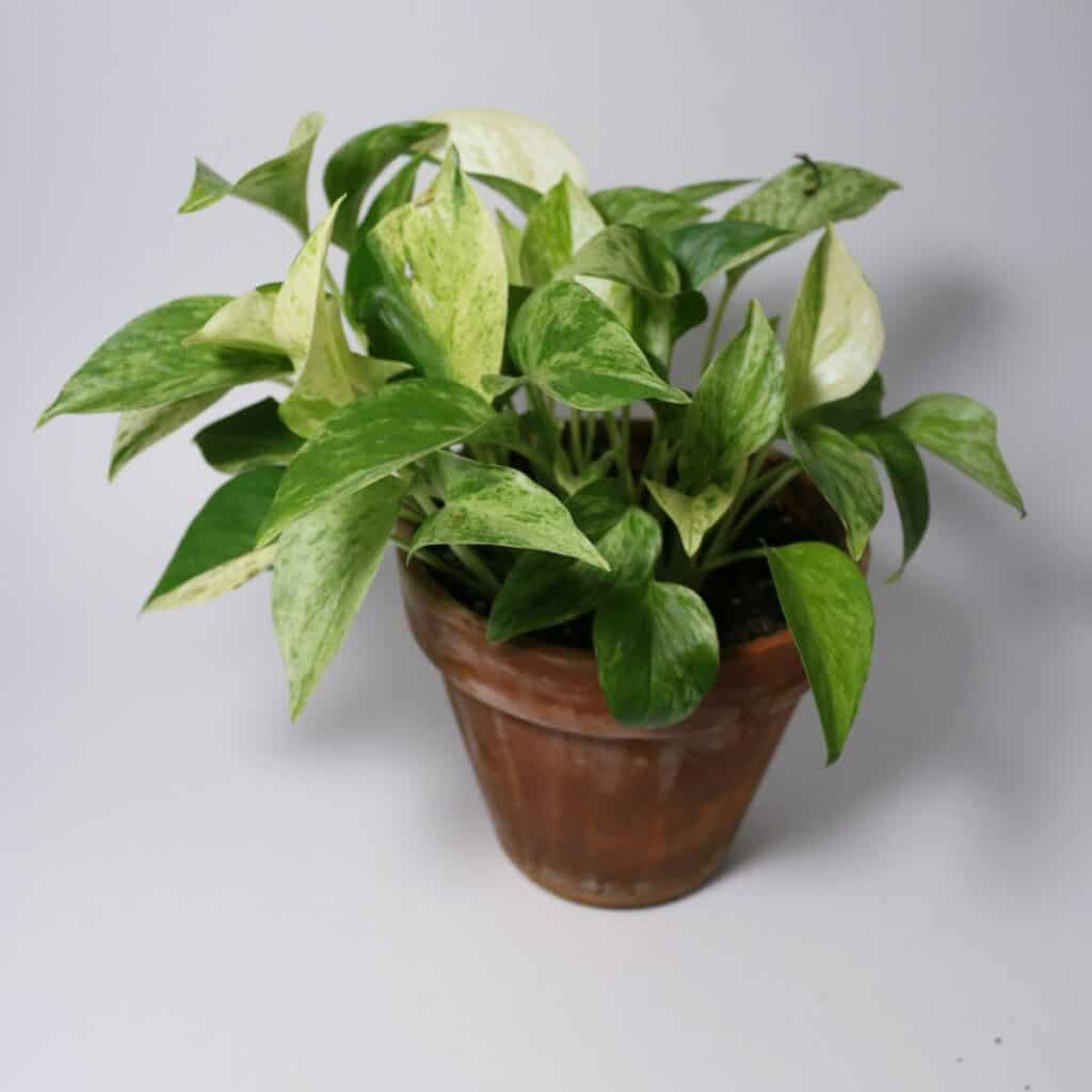 propagating pothos in soil