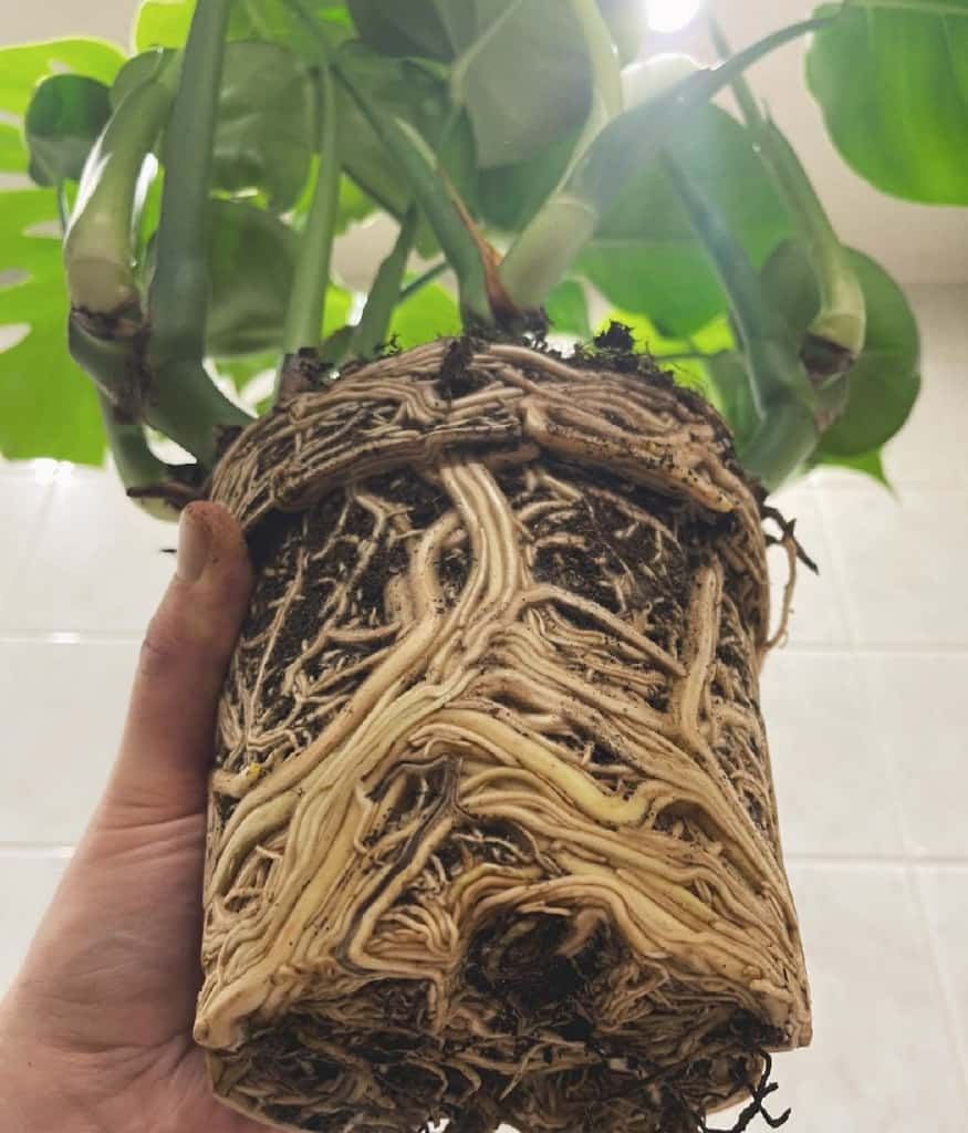 rootbound monstera plant