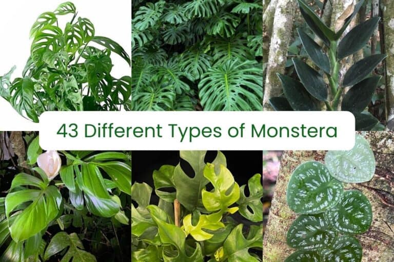 types of monstera