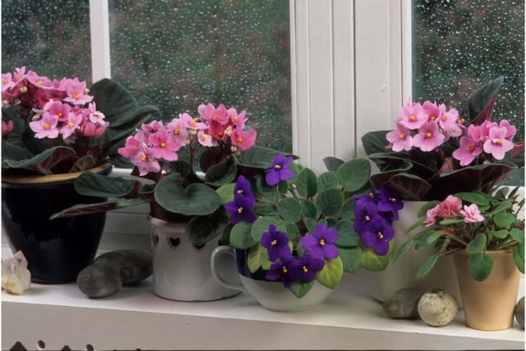 what pots for african violets