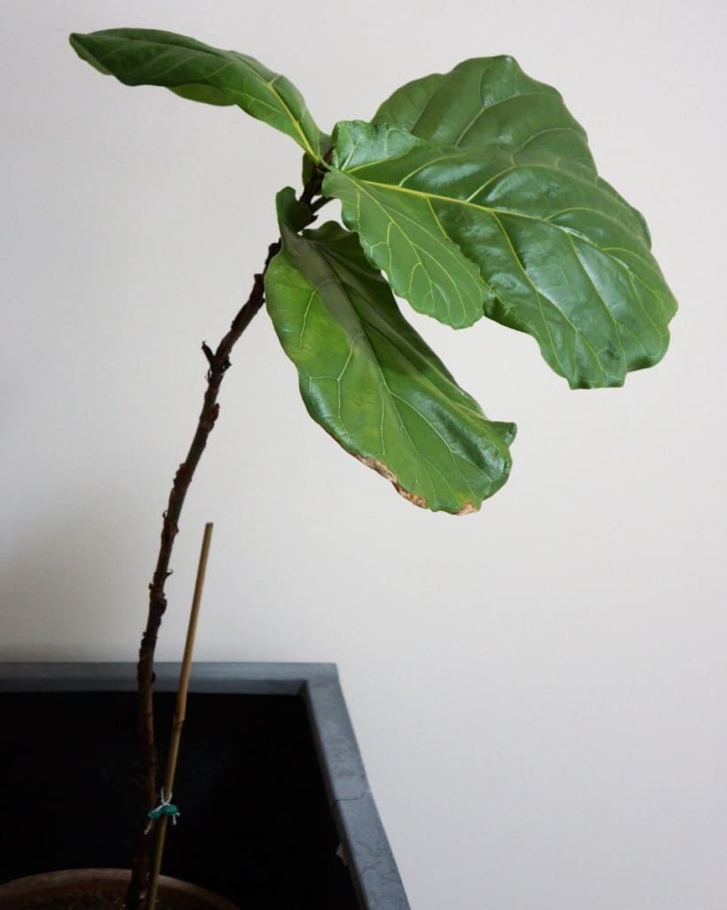 what to do if fiddle leaf loses all leaves