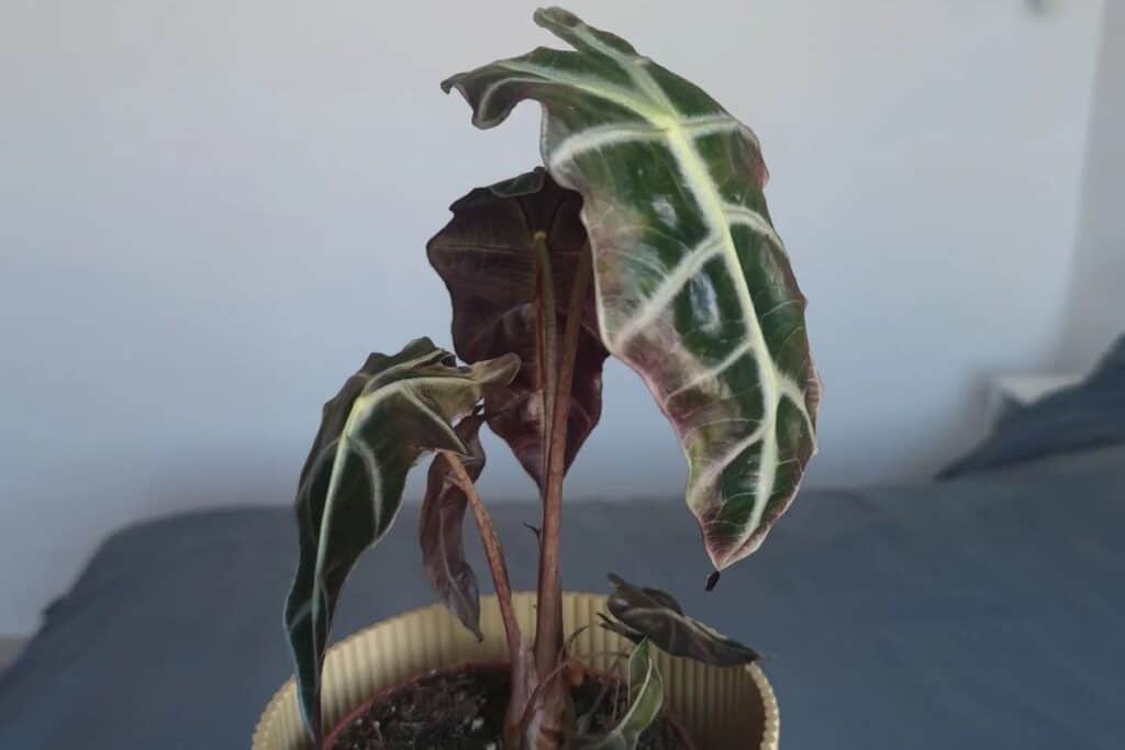 why is my alocasia polly drooping