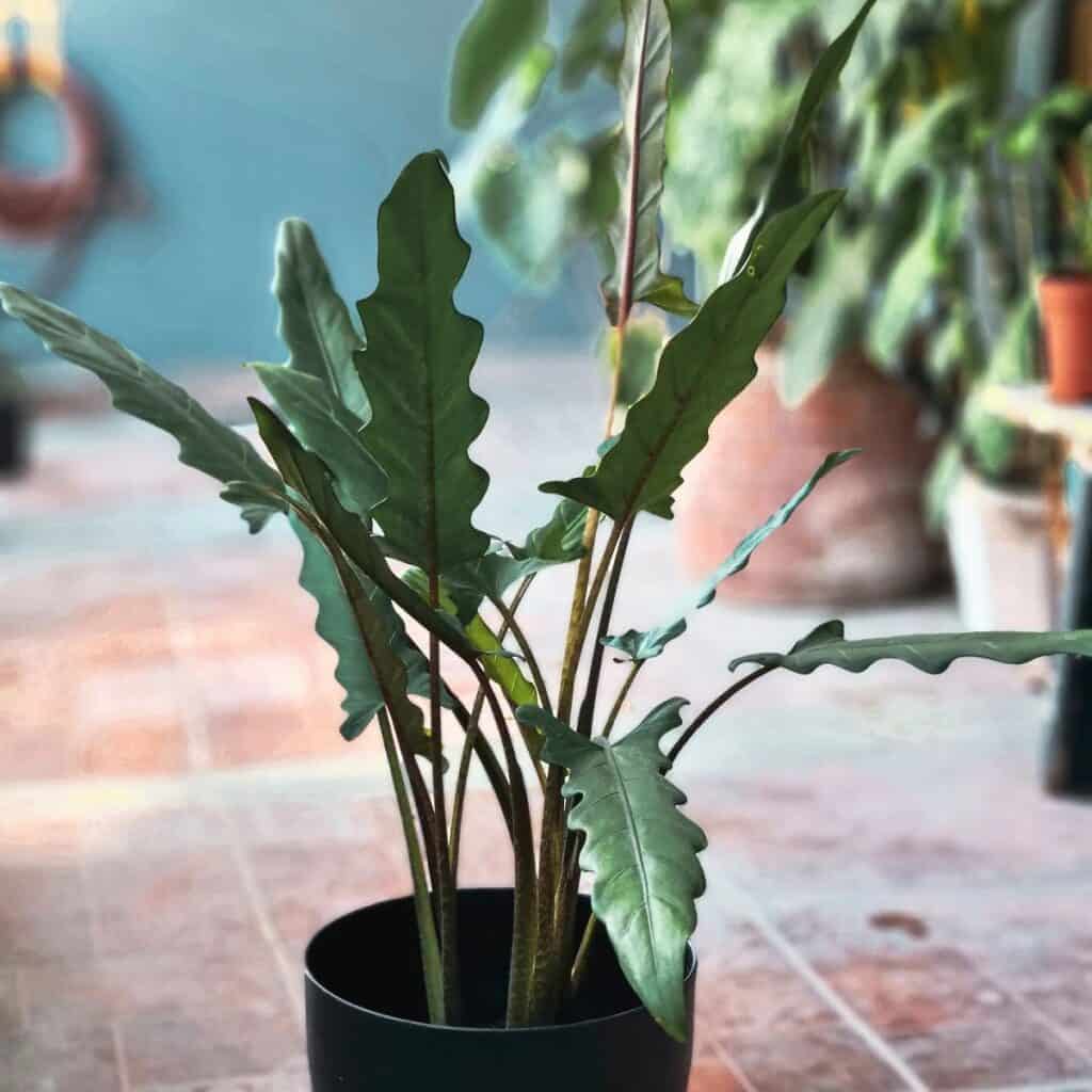 why is my alocasia purple sword drooping