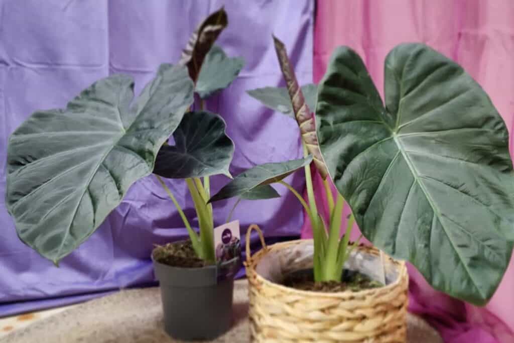 why is my alocasia regal shield drooping