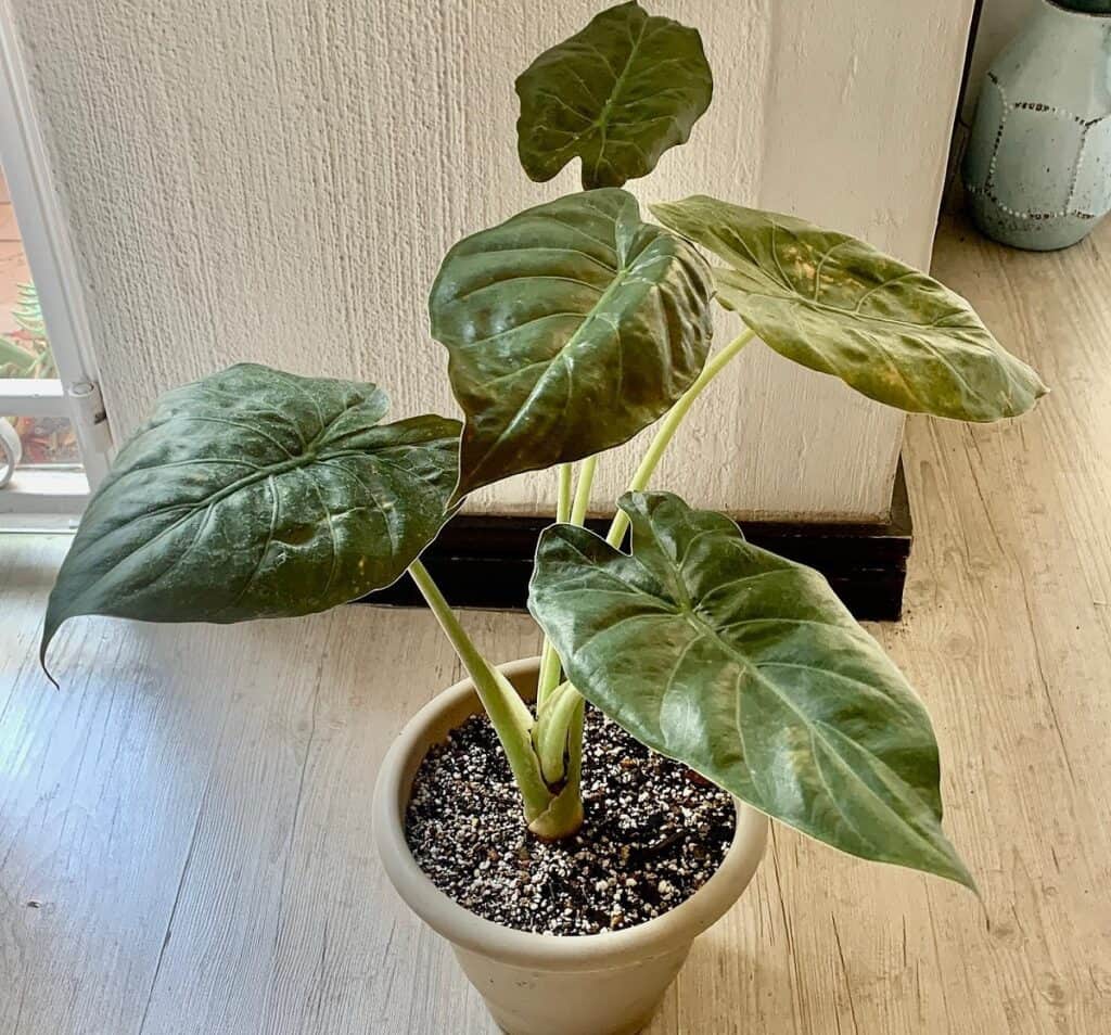 why is my alocasia wentii drooping