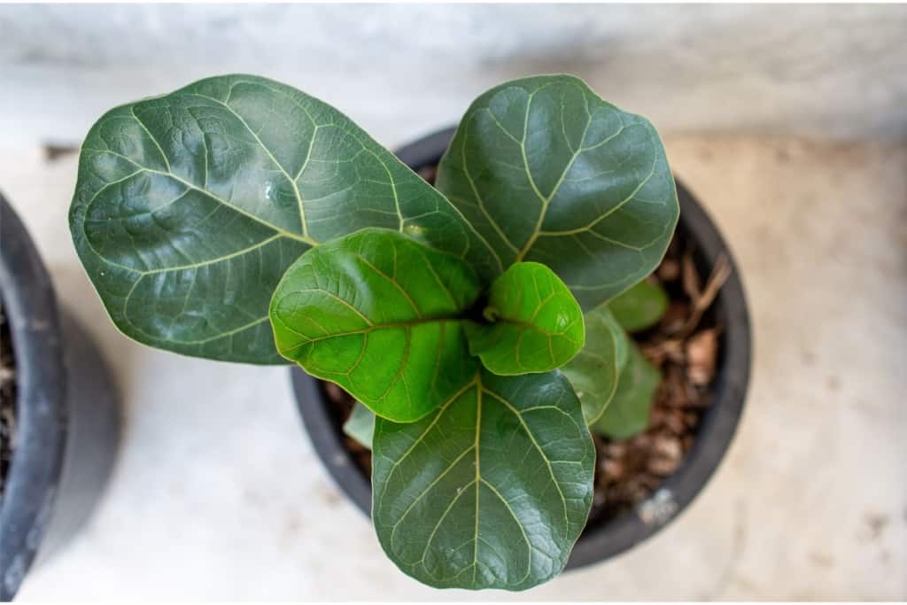 why is my fiddle leaf fig growing small leaves
