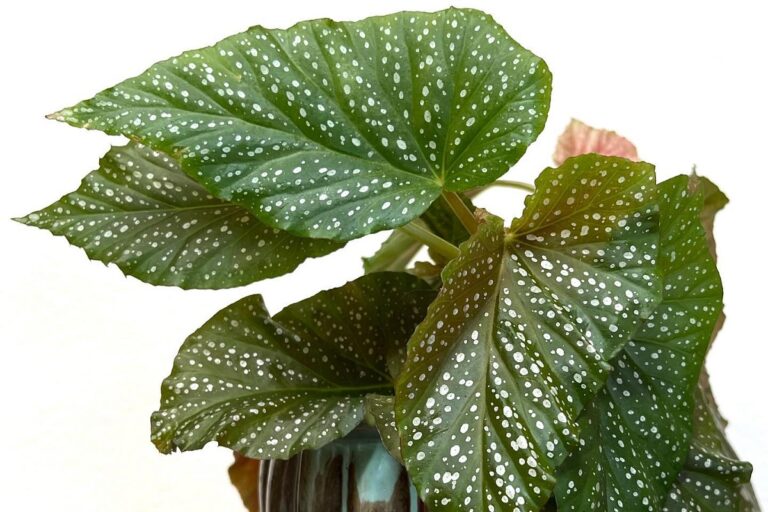 Begonia Corallina de Lucerna care