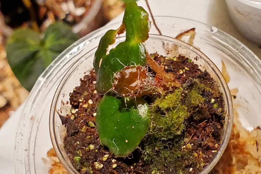 Can Begonia Melanabullata Grow In Sphagnum Moss