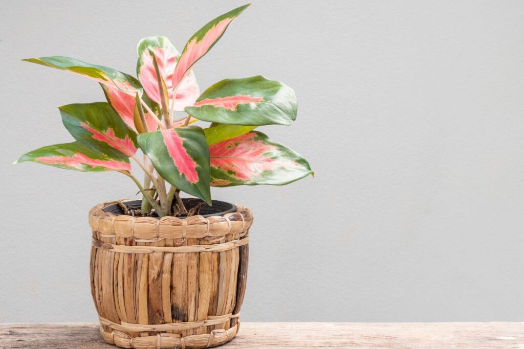 Chinese Evergreen