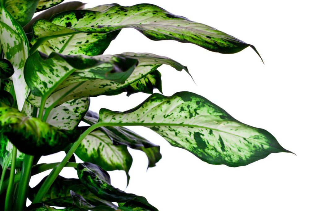 Dieffenbachia