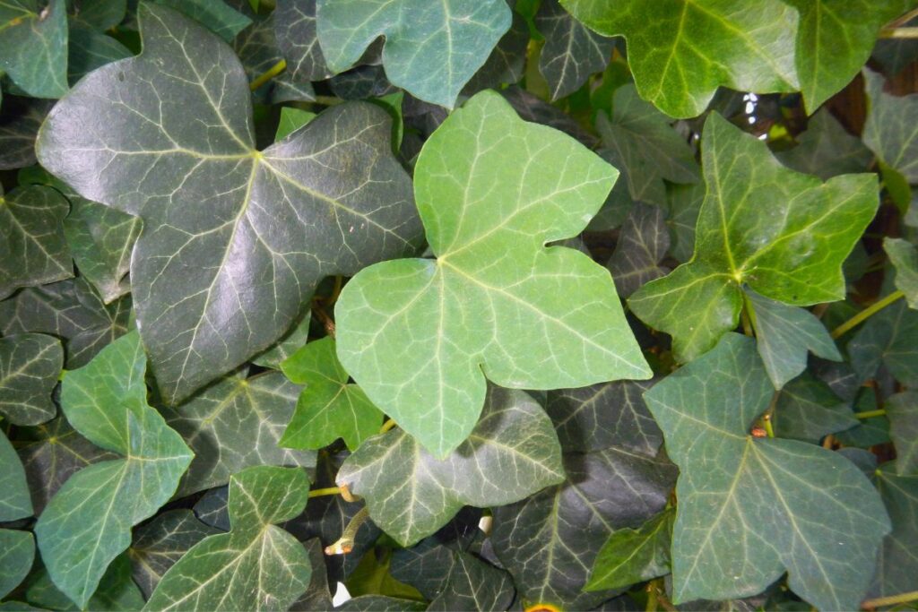 English Ivy