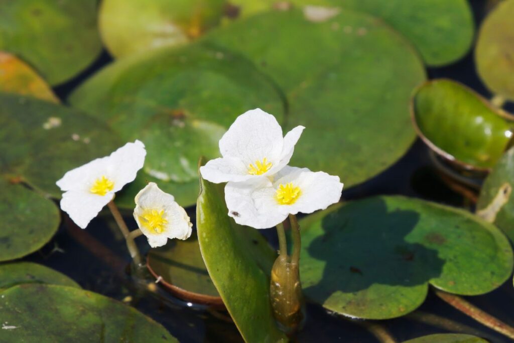 Frogbit