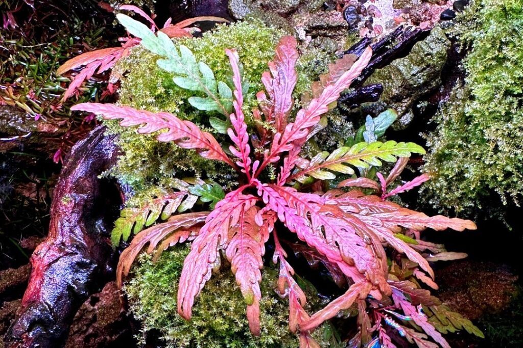 Hygrophila Pinnatifida