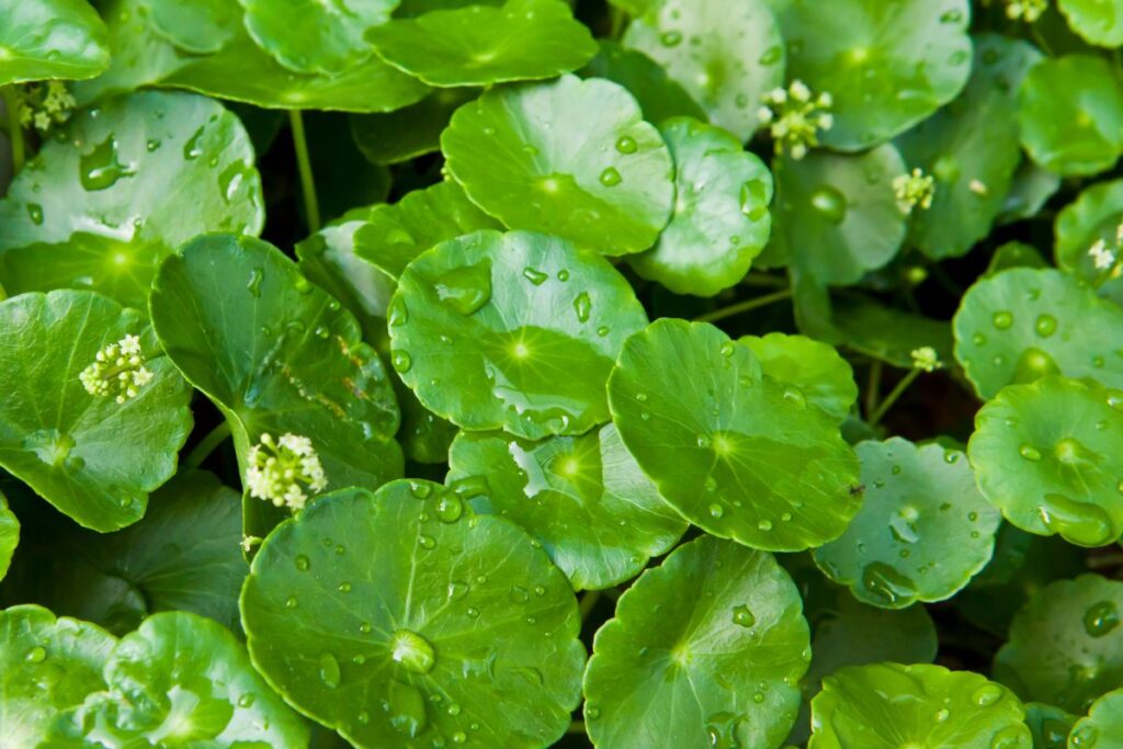 Pennywort