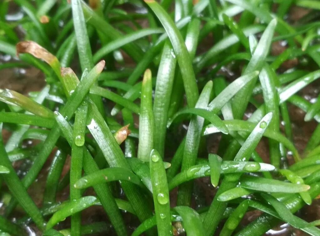 Sagittaria subulata