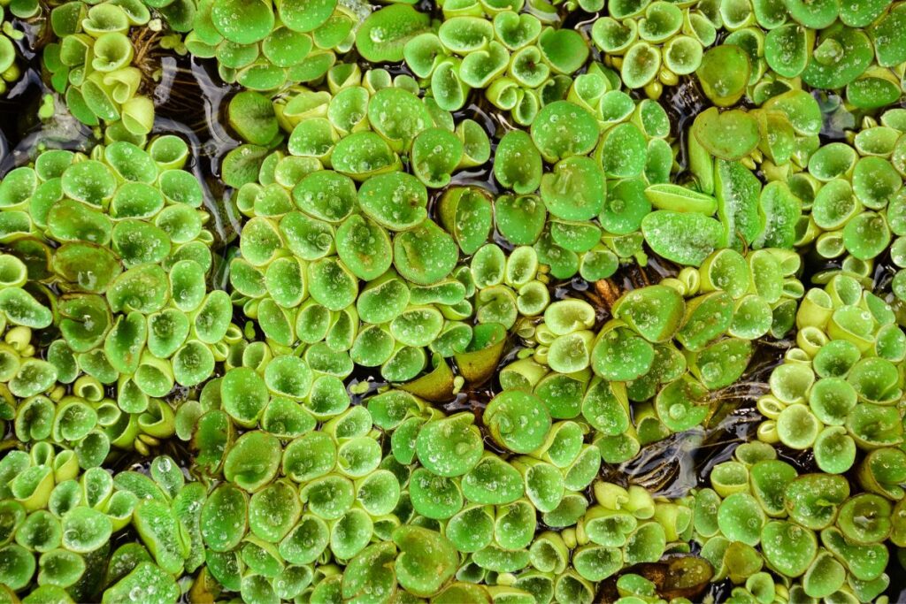 Salvinia Natans