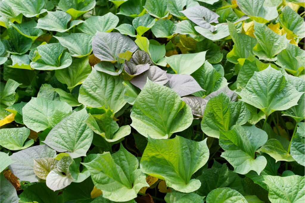 Sweet Potato Vine