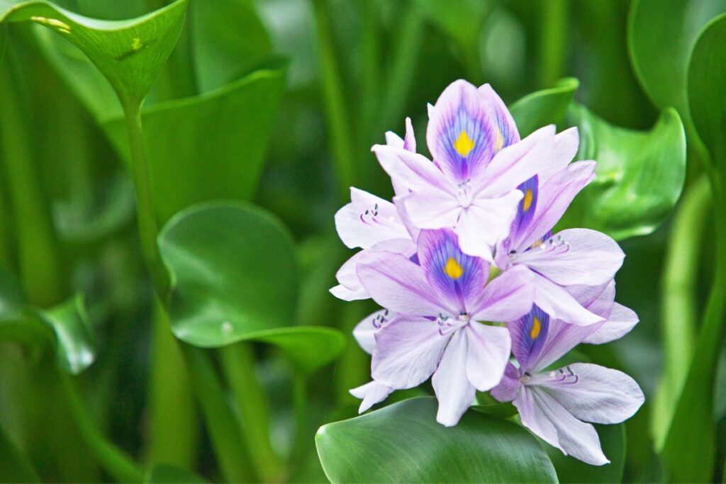 Water Hyacinth